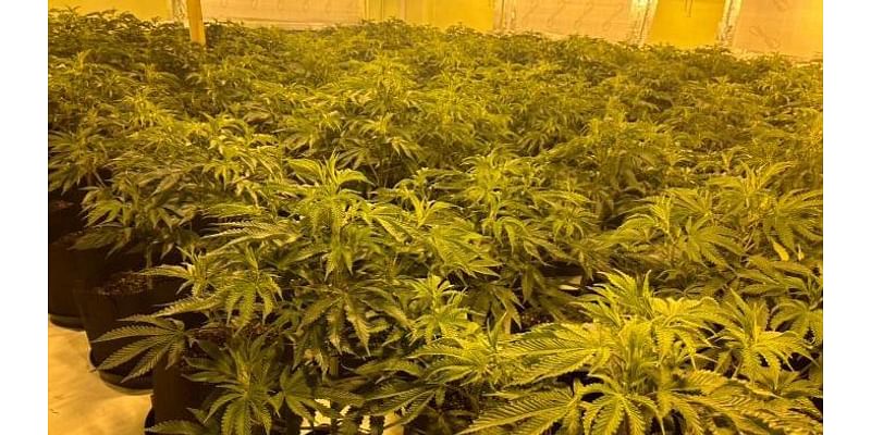 Arrests as cannabis farms worth £3.5m found