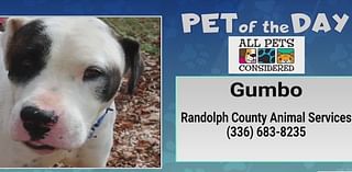 Pet of the Day: Gumbo will warm your heart