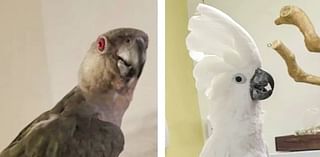 One cockatoo recovered, one suspect arrested after Concord pet store theft