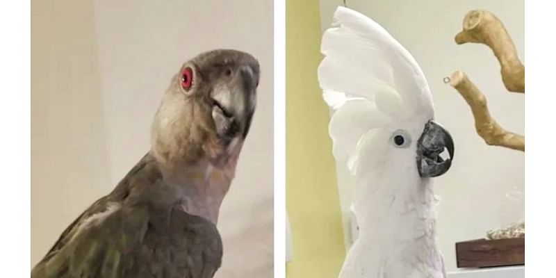 One cockatoo recovered, one suspect arrested after Concord pet store theft