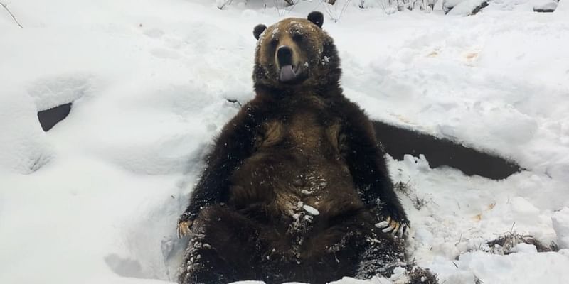 Grizzly bears love the snow too!