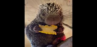 Tiny porcupine nibbles baby sweetcorn at Battersea Children’s Zoo