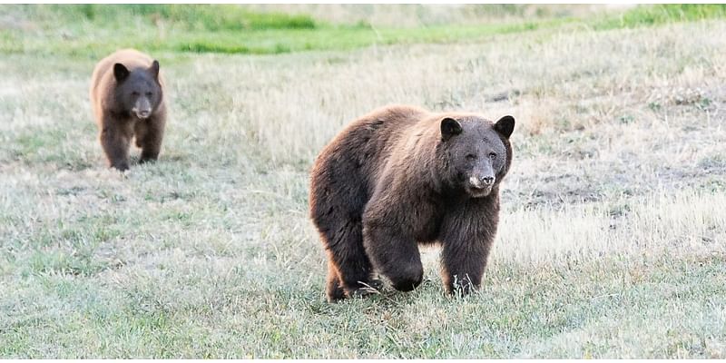 Bear, cub spotted east of I-25 in Douglas County neighborhood for several days