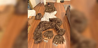 Suspects allegedly wore bear suit to damage cars, defraud insurance agencies, officials say