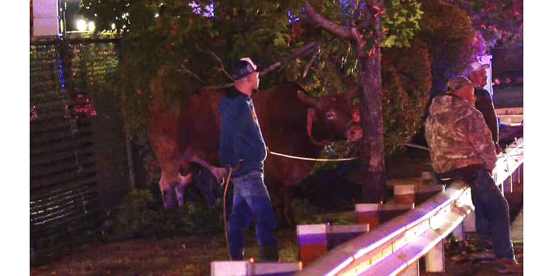 Last loose bull captured in North Attleboro