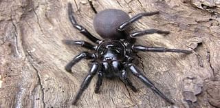 Australia Zoo Asks Public For Help Collecting Deadly Spiders so Experts Can 'Milk' Arachnids