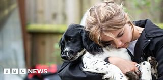 Pups start work with UN forces after mum vanishes