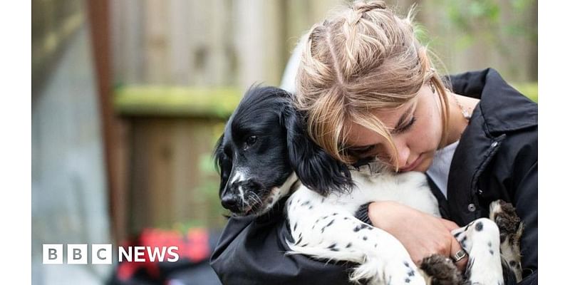 Pups start work with UN forces after mum vanishes