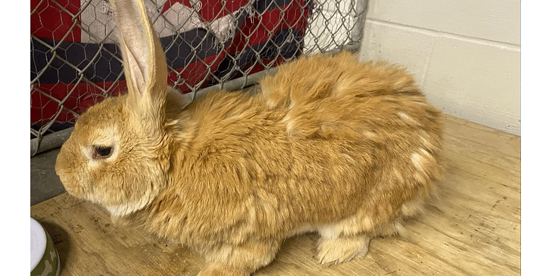 Pet rabbit found abandoned at Scantic River State Park in Enfield