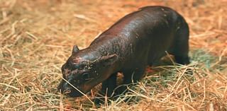 Haggis the pygmy hippo challenging Moo Deng for the global cuteness title