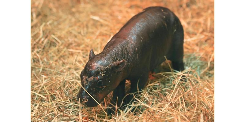 Haggis the pygmy hippo challenging Moo Deng for the global cuteness title