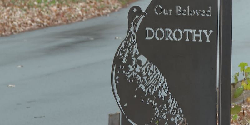 Memorial unveiled for a Lexington community’s beloved wild turkey