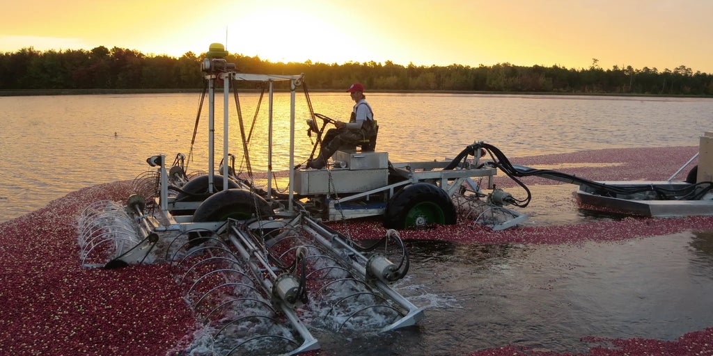 New Jersey cranberry farmers struggle amid worst drought in over 20 years