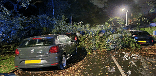 Cars damaged as tree comes down in strong winds