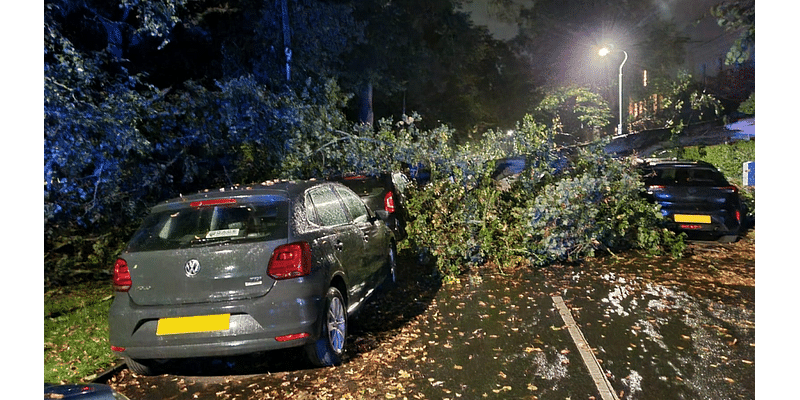 Cars damaged as tree comes down in strong winds