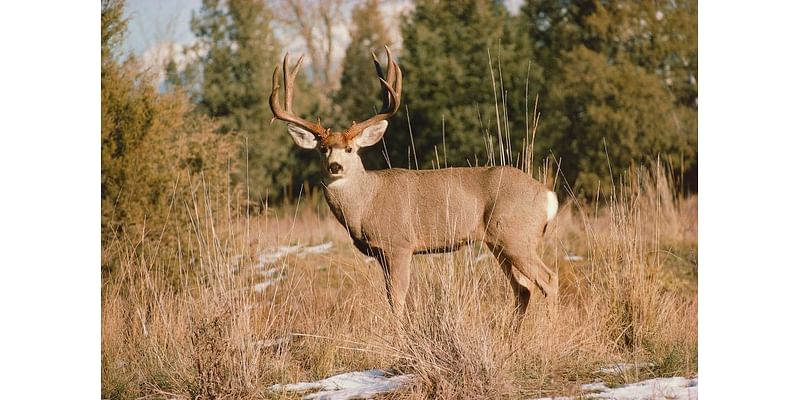 Husband and wife hit same deer just seconds apart