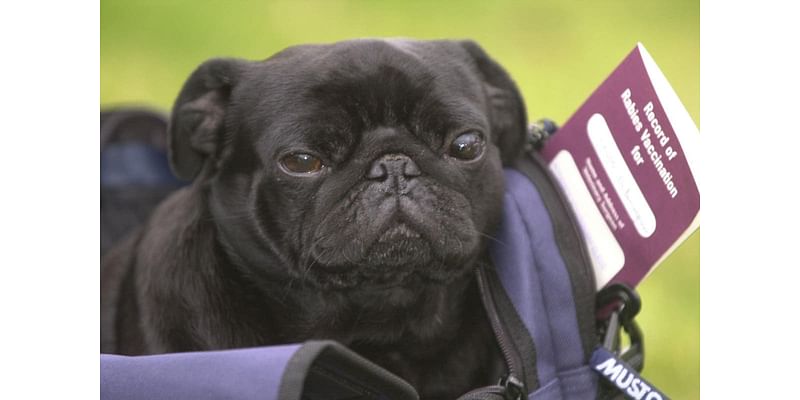 Northern Ireland pet travel scheme approved despite Unionist opposition