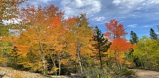 Colorado fall colors, leaf peeping starts in northern mountains, peak to come