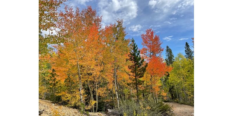 Colorado fall colors, leaf peeping starts in northern mountains, peak to come