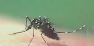 How to stay safe after West Nile case in Kent County