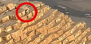 Watch: Paraglider spots dog on top of Great Pyramid of Giza in Egypt