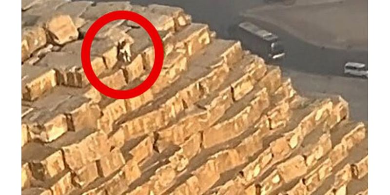 Watch: Paraglider spots dog on top of Great Pyramid of Giza in Egypt