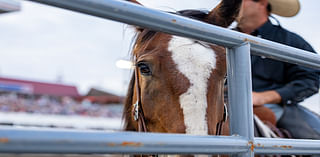 Minnesota Horse Expo moving from State Fairgrounds to Canterbury Park