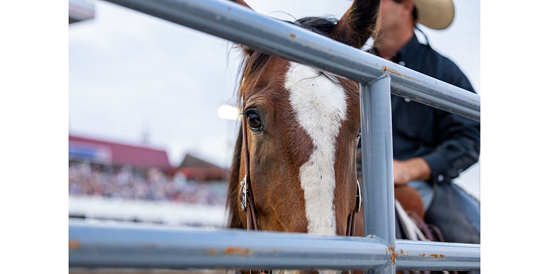 Minnesota Horse Expo moving from State Fairgrounds to Canterbury Park