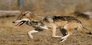 Wolves In New Mexico: The Past, Present And Future – An Evening Discussion With Valles Caldera Experts Nov. 12