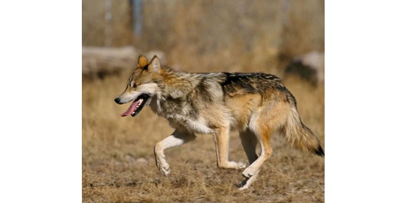 Wolves In New Mexico: The Past, Present And Future – An Evening Discussion With Valles Caldera Experts Nov. 12