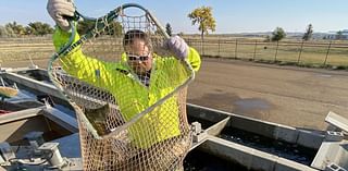 Chinook salmon egg collection sets record per fish at Fort Peck Reservoir