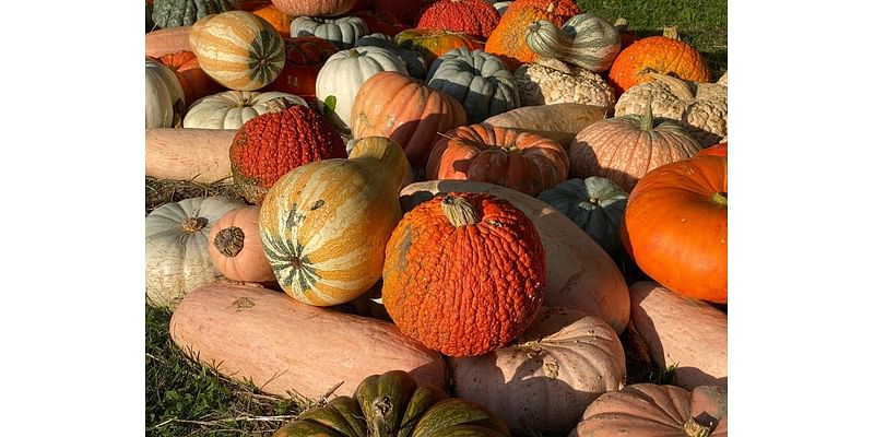 Pumpkin Patches, Corn Mazes Near Chicago: Fall 2024 Guide