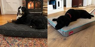 The 7 best large dog beds of 2024, tested and reviewed