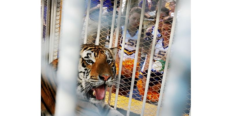 LSU bringing back its iconic mascot for Alabama game