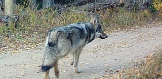 Colorado Parks and Wildlife says they’re working to capture another Copper Creek wolf