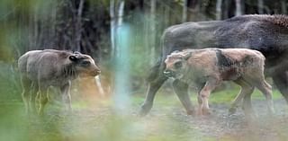 Bison introduced to Kent woodland welcome two new calves to the herd