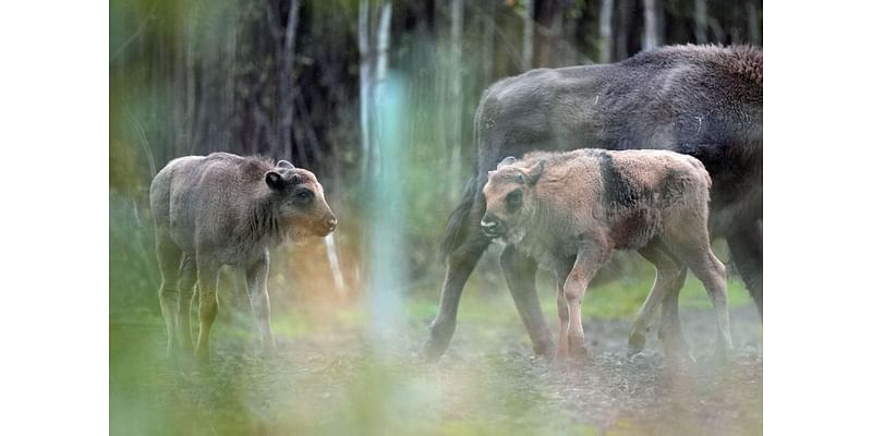 Bison introduced to Kent woodland welcome two new calves to the herd