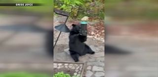 Video shows bear eating from bird feeder in Amherst - Boston News, Weather, Sports