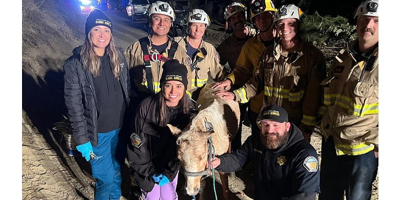 See it: Butter the lucky horse beats the odds in dramatic 60-foot well rescue