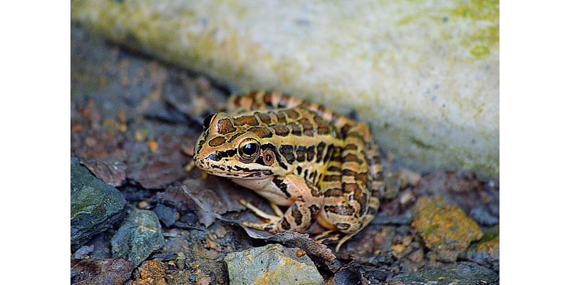 A species of poison frog lives in West Virginia. Is it deadly?