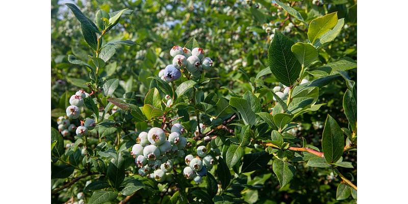 Want your own blueberry farm near Lake Michigan? 650 acres are for sale