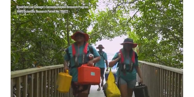 Students dive into dolphin conservation with Brookfield Zoo Chicago program