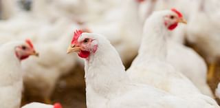 CDC says a second health care worker tied to Missouri bird flu case had symptoms