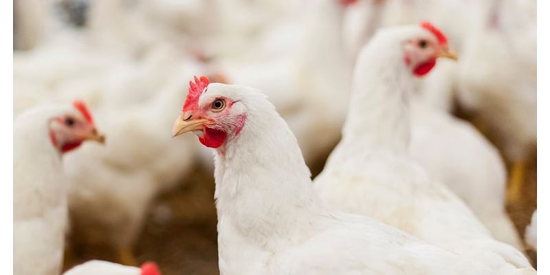 CDC says a second health care worker tied to Missouri bird flu case had symptoms