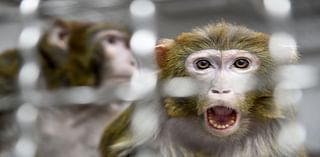 43 monkeys escape from a South Carolina medical lab. Police say there is no serious danger