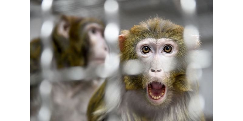 43 monkeys escape from a South Carolina medical lab. Police say there is no serious danger