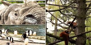 Watch: We go behind the scenes at Edinburgh Zoo to meet incredible animals from penguins to a one