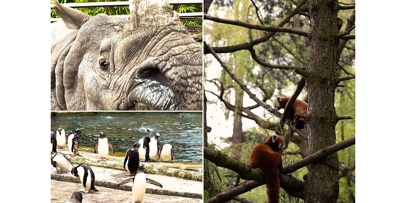 Watch: We go behind the scenes at Edinburgh Zoo to meet incredible animals from penguins to a one