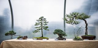 Bonsai exhibit of ornamental trees opens at central Pa. gardens