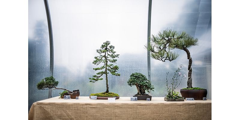 Bonsai exhibit of ornamental trees opens at central Pa. gardens